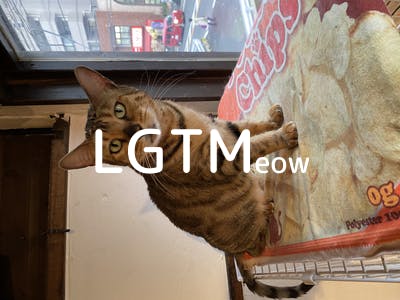 lgtm-cat-image