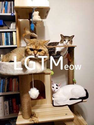 lgtm-cat-image